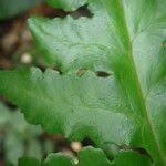 Image result for Blotiella