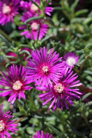 Image result for Delosperma mahonii