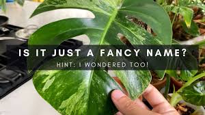✅ browse our daily deals for even more savings! Variegated Mint Monstera Sold For 15 000 What Does It Mean Ep 120 Youtube