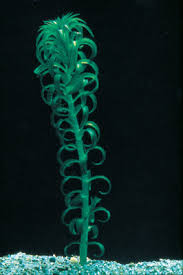 Image result for Lagarosiphon muscoides