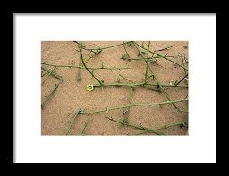 Image result for Acanthosicyos