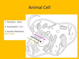 Biologycorner.com animal cell coloring key / color a typical plant cell : Bell Work An Experiment Should Be Controlled Because It Allows The Scientist To Test A A Conclusion B A Mass Of Information C Several Variables Ppt Download