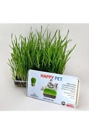 Evde yaşayan kediler için tüketime sunulan kedi çimi önemli bir ihtiyaç. Kedi Cimi Ve Catnip Fiyatlari Trendyol