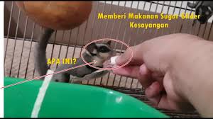 Memberikan Makanan Kesukaan Sugar Glider Guys Youtube