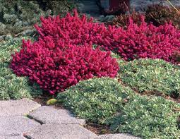 Alpine Heath Myretoun Ruby Winter Heath Myretoun Ruby Cottage Garden Plants Plants Planting Shrubs