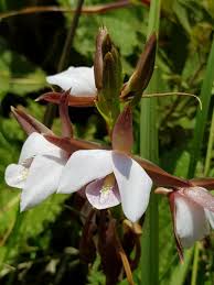 Image result for Eulophia fridericii