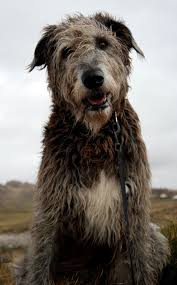 Dsc 2293 Irish Dog Irish Wolfhound Beautiful Dogs