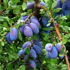 Prunes Plums Plum Tree Trees To Plant Prune Plum