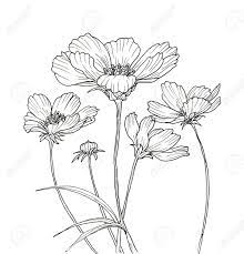 Line Ink Drawing Of Cosmos Flower Black Contour On White Background Flower Drawing Flower Drawing Design Flower Line Drawings