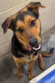 Berkeley Animal Center added a...