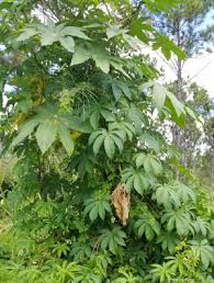 Image result for Merremia tuberosa