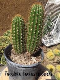 However, other sources suggest that it would be closer to 1 block every minute. Echinopsis Spachiana Golden Torch 9 Tall 5 Wide Two Stems Rooted Yet You Will Receive The Plant From The Pictures 1o Plants Cactus Plants Starter Plants