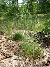 Image result for Avenella flexuosa