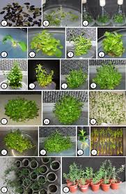 Image result for Solanecio sp.no.1