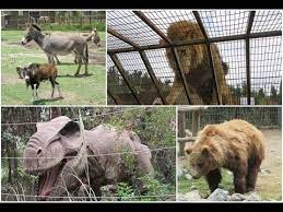 Cabe recordar que antonio rojas, gerente del parque safari rancagua, explicó que un grupo de personas se encontraba realizando labores de mantenimiento en el portón del espacio destinado a los leones. Parque Safari Chile Zoologico De Rancagua Safari Grandes Felinos Herbivoros Jurasico Youtube