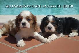 Il cavalier king è una razza che vive la casa come il suo ambiente naturale. Allevamento Cani Brescia Polpenazze Polpenazze Bs Servizi Azienda