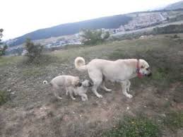 Kangal Samsun 05447143055 Labrador Retriever Labrador Retriever