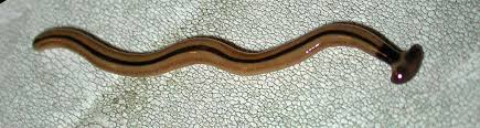 Q What Are All Those Black Worms That Crawl Up On The Sidewalks And Driveways After It Rains Uf Ifas Extension Nassau County