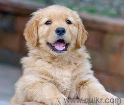 Shiba inu is meme based decentralized finance i.e., defi token that grow into energetic ecosystem. Olx Golden Retriever Puppies For Sale Off 58 Www Usushimd Com
