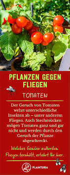 Pflanzen Gegen Fliegen Lavendel Tomaten Co Plantura Pflanzen Pflanzen Gegen Mucken Stechmucken