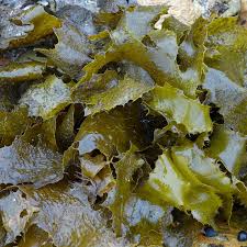 Maybe you would like to learn more about one of these? Golden Kelp How To Identify And Collect Edible Seaweeds Wild Plants Foraging Food Art And Culture