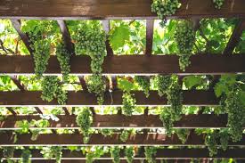 Gärtnerin brigitte goss zeigt schritt für schritt wie es geht. Die Weinlaube Wie Man Es Im Sommer Im Garten Noch Aushalt