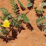 Image result for Tribulus zeyheri