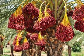  dates image