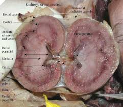 The blood vessels that carry waste product to kidneys are afferent arteriole. Kenhub Labeled View Of A Kidney In Cross Section When The Body Has Taken All It Needs From Foods And Liquids The Waste Is Carried Away In The Blood The