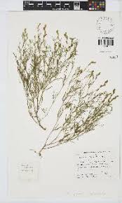 Image result for Zornia setosa