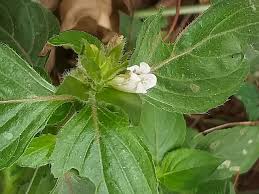 Image result for Asystasia mysorensis