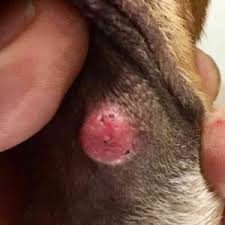Image result for mastocytoma in dogs