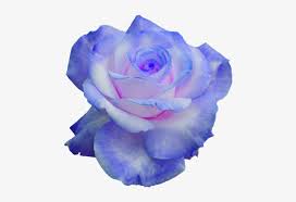 Weitere ideen zu png bilder, png, bilder. Rose Png Transparent Blumen Purple Blue Rose Transparent Free Transparent Png Download Pngkey