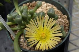 Baby Toes Succulent A Funny Looking Plant Urbanorganicyield Com