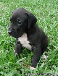 This is the price you can expect to budget for a great we are so excited to announce the upcoming litter of 100% european great dane puppies from our incredible danes! European Great Dane Puppies Price 1500 For Sale In Philadelphia Mississippi Best Pets Online