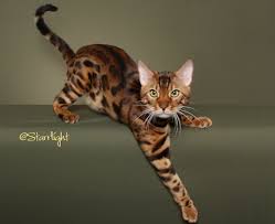 His name is bailey, he's extremely outgoing and also very friendly with other animals and humans. Bengal Cat Stud Brissinger Of Penasquitos My Nephew Owned A Bengal Wonderful Temperament Very Destructive Th Bengal Kitten Bengal Cat Bengal Cat For Sale