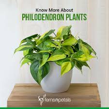 The heartleaf philodendron (philodendron hederaceum) is an evergreen perennial vine, native to common problems. Know More About Philodendron Plants