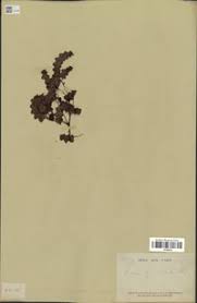 Image result for Acacia kirkii