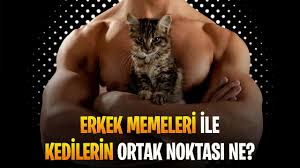 Erkek Memeleri Kaliko Kedileri Ve Kadinlarin Ortak Noktasi Youtube