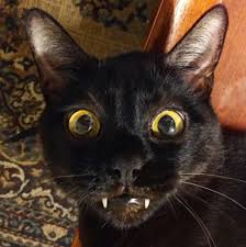 Monk is a very unique cat and so it's only fitting that he ended up with a unique. Mamba The Vampire Speaks Up For His Fellow Black Cats Catster