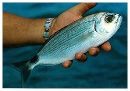 Maybe you would like to learn more about one of these? Cucina Pagello Al Cartoccio La Pesca A Spinning Tecniche Attrezzature Consigli Esche Pesci Itinerari Link