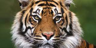 Aceasta peninsula este inconjurata de marea mediterana la sud si la est, oceanul atlantic la vest si. Solgte Utstoppede Dyr Som Er Fredet Si Spania I Dag