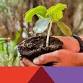 Rooting for Growth: Perennial Plant Swap and Seed Exchange
