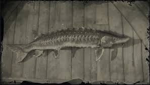 Scroll down to explore sturgill's lifespan and learn more about him and his brothers and sisters. Legendary Lake Sturgeon Red Dead Wiki Fandom