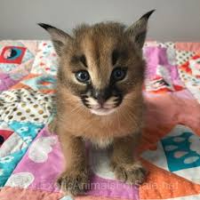 They will also inhabit evergreen and montane forest environments, but never are found in tropical rain forests. Caracal Or Serval For Sale