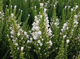 Image result for Fabiana imbricata