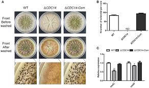 Postharvest rot typically develops during harvest, storage, and/or transit. Frontiers The Aspergillus Flavus Phosphatase Cdc14 Regulates Development Aflatoxin Biosynthesis And Pathogenicity Cellular And Infection Microbiology