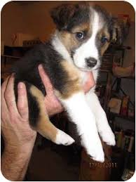 See puppy pictures, health information and reviews. Border Collie Mix Puppies For Sale Ny