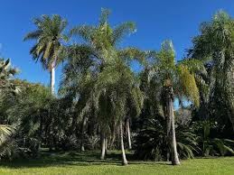 Image result for Synsepalum muelleri