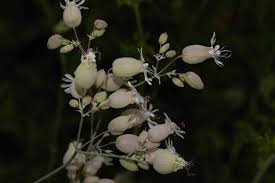Image result for Silene burchellii